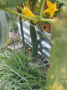 A cucumber growing 